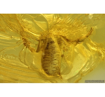 Nice Pseudoscorpion. Fossil inclusion in Baltic amber stone #14458