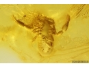 Nice Pseudoscorpion. Fossil inclusion in Baltic amber stone #14458