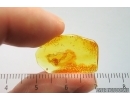 Nice Pseudoscorpion. Fossil inclusion in Baltic amber stone #14458
