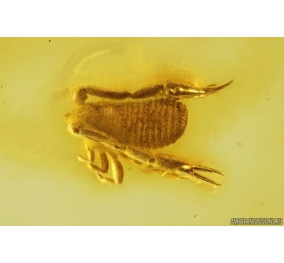Very Nice Pseudoscorpion. Fossil inclusion in Baltic amber stone #14459