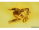 Very Nice Pseudoscorpion. Fossil inclusion in Baltic amber stone #14459
