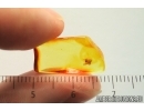 Very Nice Pseudoscorpion. Fossil inclusion in Baltic amber stone #14459