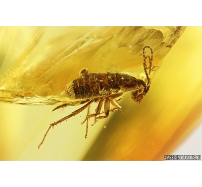 Nice Cockroach Blattaria. Fossil inclusion Ukrainian Rovno amber #14460R