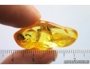 Nice Cockroach Blattaria. Fossil inclusion Ukrainian Rovno amber #14460R