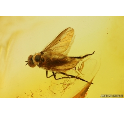 Nice Snipe Fly Rhagionidae. Fossil insect in Baltic amber #14461