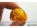 Nice Snipe Fly Rhagionidae. Fossil insect in Baltic amber #14461