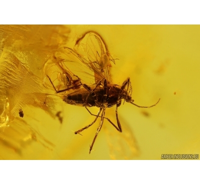 Action! True midge Chironomidae with Two Mites Acari. Fossil inclusions Baltic amber #14462