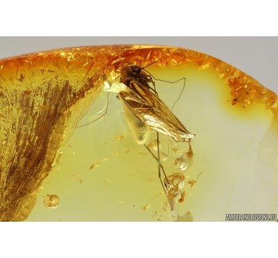 Psocid Psocoptera. Fossil insect in Ukrainian Rovno amber #14463R