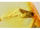 Psocid Psocoptera. Fossil insect in Ukrainian Rovno amber #14463R