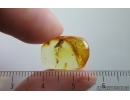 Psocid Psocoptera. Fossil insect in Ukrainian Rovno amber #14463R