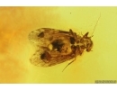 Two Psocids Psocoptera. Fossil insects Baltic amber #14464