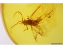 Winged Coccid, Coccoidea. Fossil insect in Baltic amber #14465