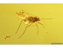 Nice Winged Aphid Aphididae. Fossil insect Baltic amber #14466
