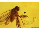 Two Long-legged flies Dolichopodidae and Thrips. Fossil Inclusions Baltic amber #14468