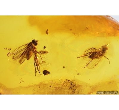 Two Long-legged flies Dolichopodidae and Thrips. Fossil Inclusions Baltic amber #14468