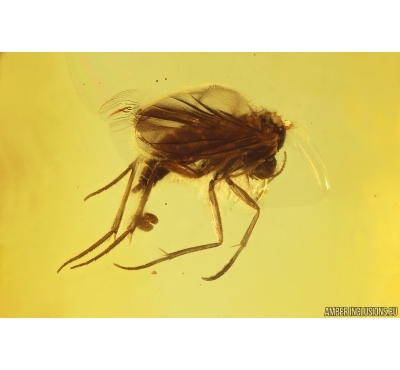 Fungus gnat Keroplatidae with Eggs. Fossil inclusions Baltic amber Stone #14469
