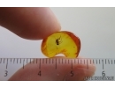 Fungus gnat Keroplatidae with Eggs. Fossil inclusions Baltic amber Stone #14469