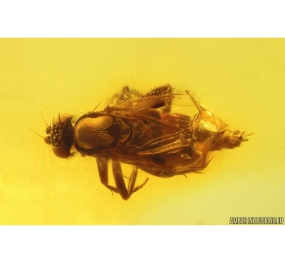 Scuttle Fly Phoridae. Fossil insect in Baltic amber stone #14470