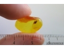 Scuttle Fly Phoridae. Fossil insect in Baltic amber stone #14470