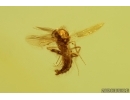 True midge Chironomidae and Spider Web. Fossil inclusions Baltic amber #14471