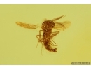 True midge Chironomidae and Spider Web. Fossil inclusions Baltic amber #14471