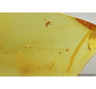 True midge Chironomidae and Spider Web. Fossil inclusions Baltic amber #14471