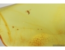 True midge Chironomidae and Spider Web. Fossil inclusions Baltic amber #14471