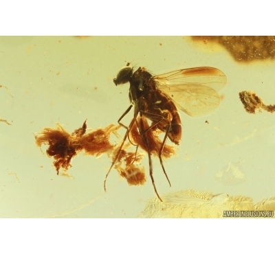 Long-legged fly Dolichopodidae. Fossil insect Ukrainian Rovno amber #14472