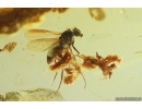 Long-legged fly Dolichopodidae. Fossil insect Ukrainian Rovno amber #14472