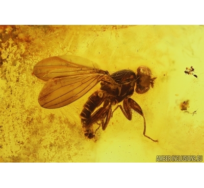 Nice Muscoid fly Acalyptratae. Fossil insect Baltic amber #14473