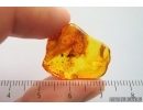 Nice Muscoid fly Acalyptratae. Fossil insect Baltic amber #14473