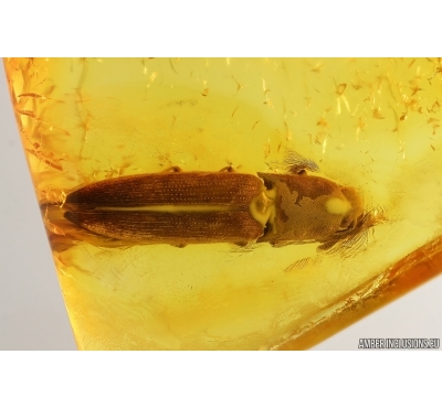 Nice Big Click beetle Elateridae. Fossil inclusion in Baltic amber #14476