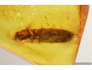 Nice Big Click beetle Elateridae. Fossil inclusion in Baltic amber #14476