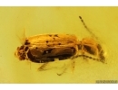 Nice Ground beetle Carabidae. Fossil insect in Baltic amber #14477