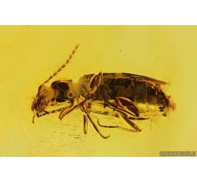 Nice Ground beetle Carabidae. Fossil insect in Baltic amber #14477
