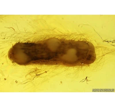 Larva Probably Beetle Coleoptera. Fossil inclusion Baltic amber #14478
