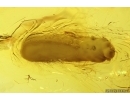 Larva Probably Beetle Coleoptera. Fossil inclusion Baltic amber #14478