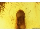 Larva Probably Beetle Coleoptera. Fossil inclusion Baltic amber #14478