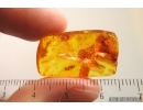 Larva Probably Beetle Coleoptera. Fossil inclusion Baltic amber #14478