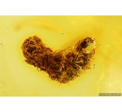 Probably Checkered beetle larva Cleridae. Fossil insect Baltic amber #14479