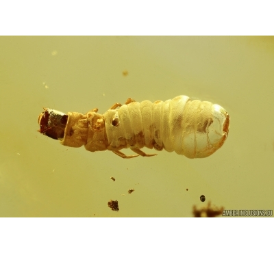 Rare Soft-winged flower beetle  Larva Melyridae Malachiinae. Fossil insect Baltic amber #14480