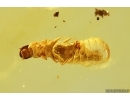 Rare Soft-winged flower beetle  Larva Melyridae Malachiinae. Fossil insect Baltic amber #14480