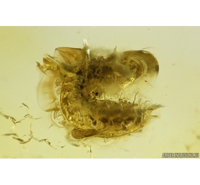 Probably Checkered beetle larva Cleridae. Fossil insect Ukrainian Rovno amber #14481R