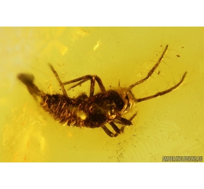 Rare Rove beetle Larva Staphylinidae ?Scydmaeninae. Fossil inclusion Baltic amber #14482