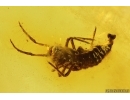 Rare Rove beetle Larva Staphylinidae ?Scydmaeninae. Fossil inclusion Baltic amber #14482