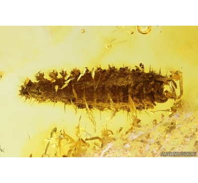 Unknown Rare Beetle Larva. Maybe Brachypsectridae. Fossil inclusion in Baltic amber #14483