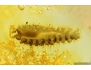 Unknown Rare Beetle Larva. Maybe Brachypsectridae. Fossil inclusion in Baltic amber #14483
