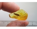 Unknown Rare Beetle Larva. Maybe Brachypsectridae! Fossil inclusion in Baltic amber #14483