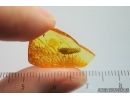Unknown Rare Beetle Larva. Maybe Brachypsectridae. Fossil inclusion in Baltic amber #14483