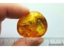 Spider Araneae. Fossil inclusion Ukrainian Rovno amber stone #14487R